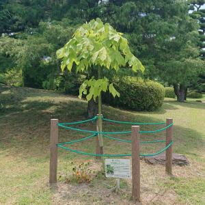 アオギリ 全体