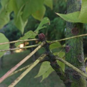 アオギリ 枝の根元