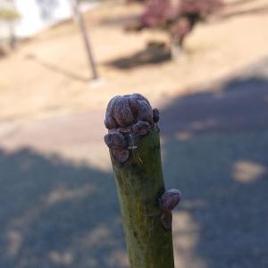 アオギリ 冬芽