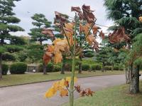 アオギリ 11月14日