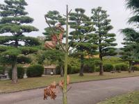 アオギリ 11月22日