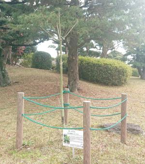 アオギリ全体