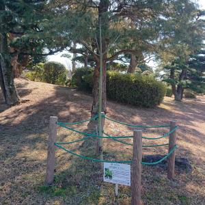 アオギリ全体