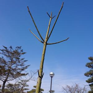 アオギリ拡大