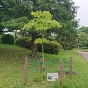 アオギリ全体