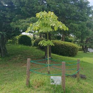 アオギリ全体