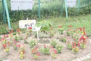 坂小アオギリ