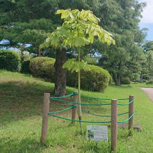 アオギリ 全体