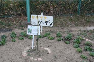 坂小アオギリ