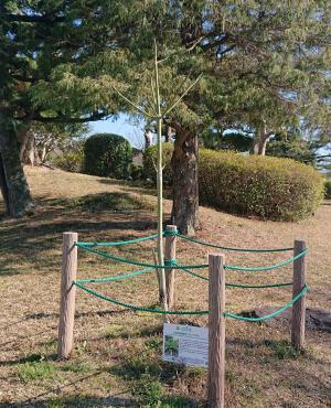 アオギリ全体