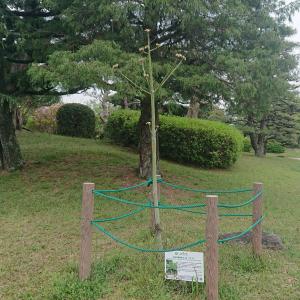 アオギリ全体