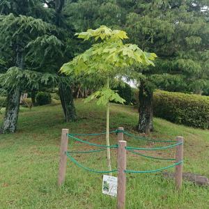アオギリ全体