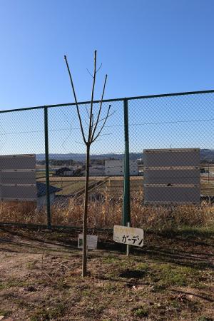 坂崎小アオギリ1月