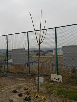 坂崎小アオギリ2月