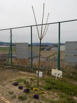 坂崎小アオギリ3月