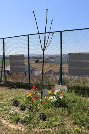 坂崎小アオギリ4月