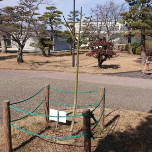 アオギリ全体