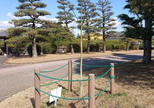 アオギリ全体