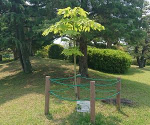 アオギリ全体