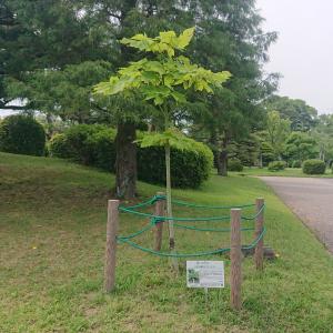 あおぎり全体