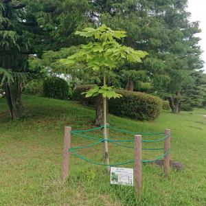 アオギリ全体