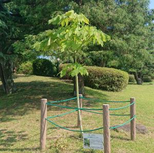 あおぎり全体