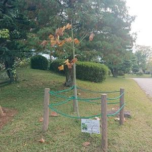 アオギリ全体