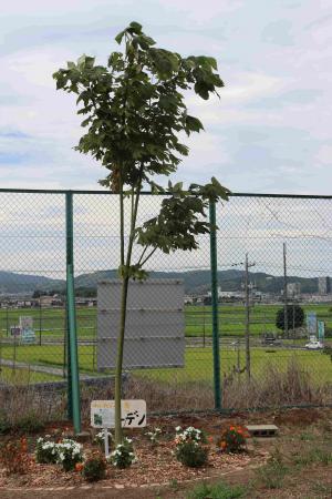 坂崎小8月のアオギリ